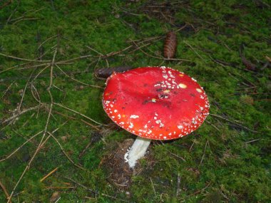 sinek agaric mantar kırmızı sonbahar ormanında beyaz noktalı