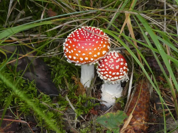 秋天森林里的白点蝇蘑菇红 — 图库照片