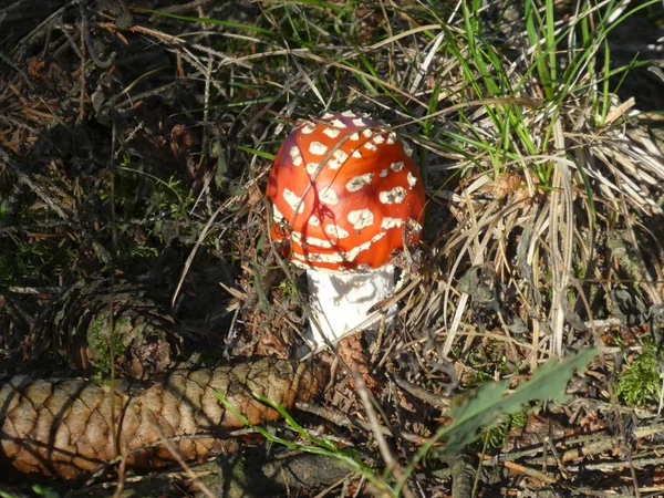 Sinek Agaric Mantar Kırmızı Sonbahar Ormanında Beyaz Noktalı — Stok fotoğraf