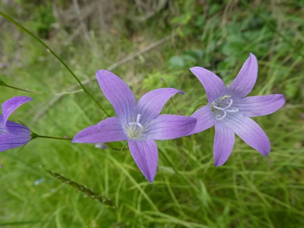Dzwon Kwiat Niebieski Kwiat Lesie — Zdjęcie stockowe