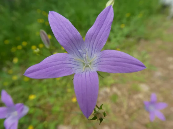 Glockenblume Mit Blauer Blüte Wald — Stockfoto