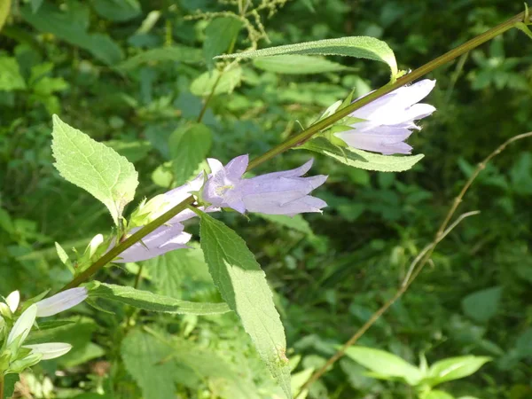 Bell Ormandaki Mavi Çiçek Çiçek — Stok fotoğraf