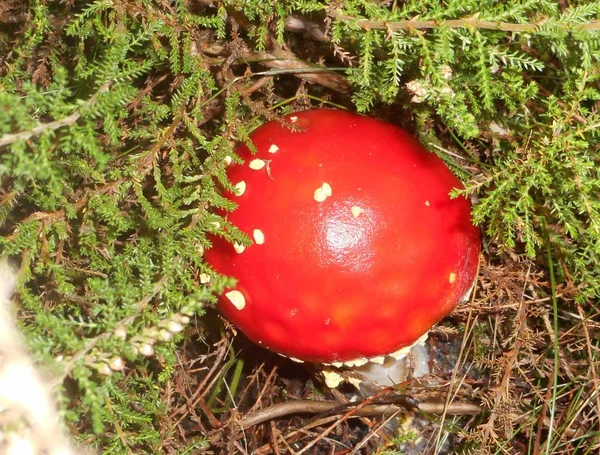 Sinek Agaric Ormanda Beyaz Noktalı Mantar Kırmızı — Stok fotoğraf