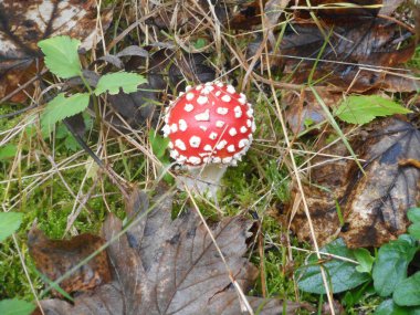 sinek agaric ormanda beyaz noktalı mantar kırmızı