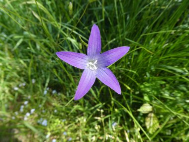 Bell ormandaki mavi çiçek çiçek