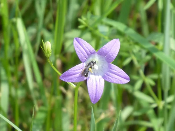 Campana Flor Con Flor Azul Bosque — Foto de Stock