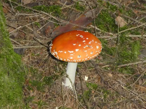 Mouche Champignon Agarique Rouge Pois Blancs Dans Forêt — Photo