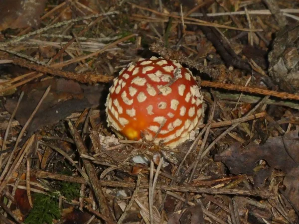 Sinek Agaric Ormanda Beyaz Noktalı Mantar Kırmızı — Stok fotoğraf