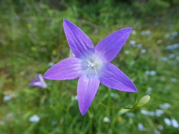 Campana Flor Con Flor Azul Bosque —  Fotos de Stock