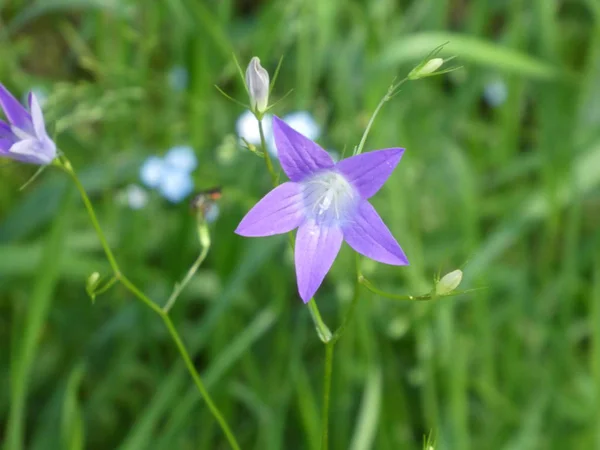 Campana Flor Con Flor Azul Bosque —  Fotos de Stock