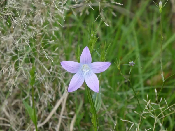 Flor Campana Con Flor Azul — Foto de Stock