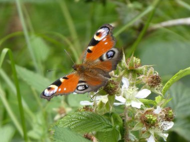 renkli kelebek çiçek çiçek üzerinde oturan peacock 