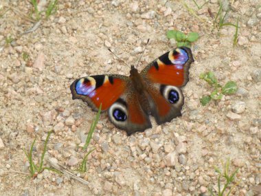 renkli kelebek orman katta oturan peacock