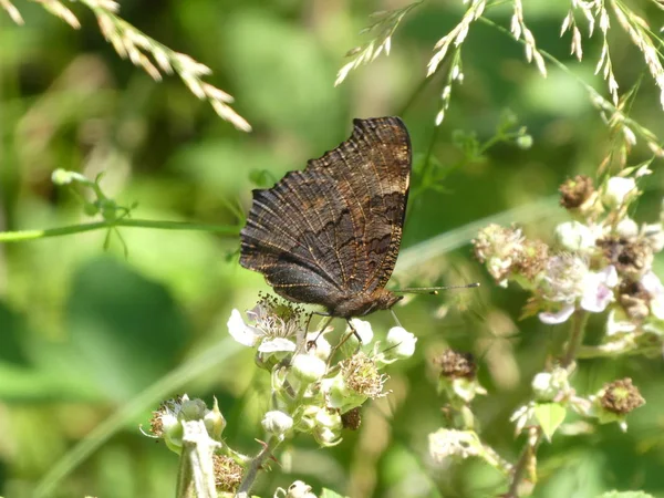 Bunter Pfauenschmetterling Sitzt Auf Der Blüte Einer Blume — Stockfoto