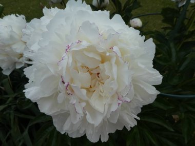 Avrupa şakayık bahar bahçe beyaz çiçeği