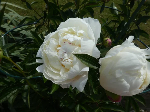 Fehér Virág Európai Pünkösdi Rózsa Tavasszal Kertben — Stock Fotó