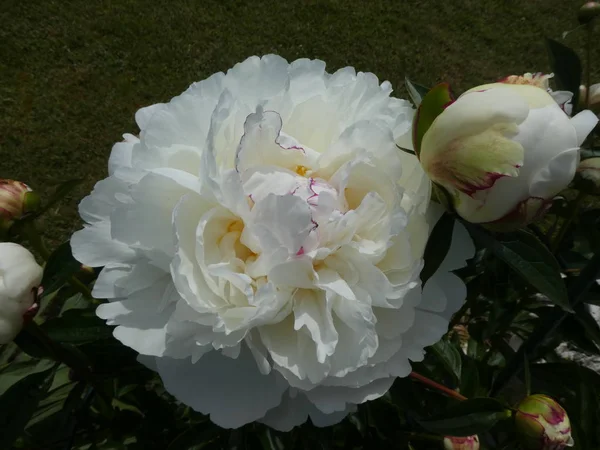 Fehér Virág Európai Pünkösdi Rózsa Tavasszal Kertben — Stock Fotó