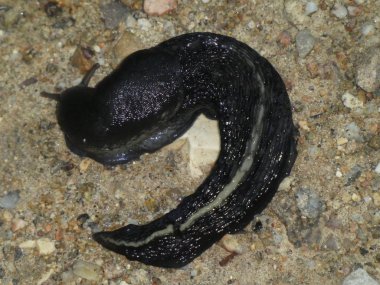 beyaz bir şerit ile ormanda büyük siyah sümüklüböcek