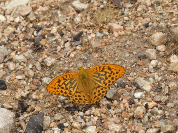 Большая Оранжевая Коричневая Бабочка Лесу Полу Каменный Песок — стоковое фото