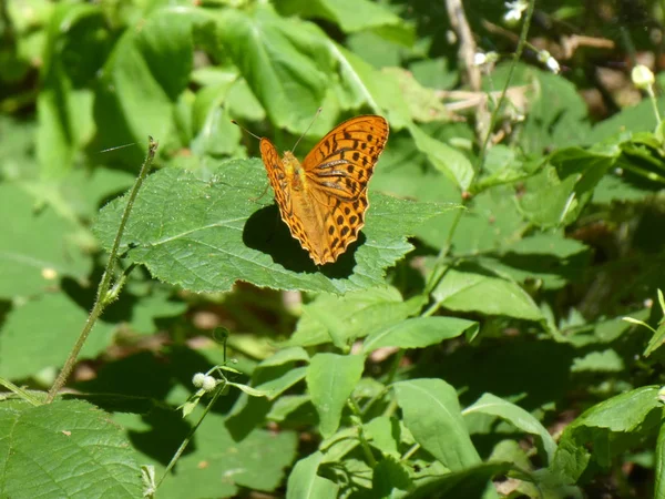Большая Оранжевая Коричневая Бабочка Лесу Зеленые Листья — стоковое фото