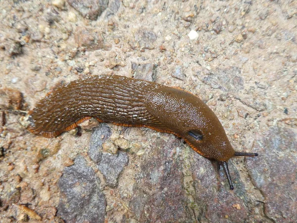 Gran Babosa Marrón Bosque —  Fotos de Stock