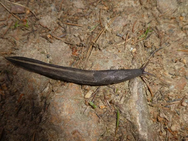 Grosse Limace Noire Dans Forêt Avec Une Bande Blanche — Photo