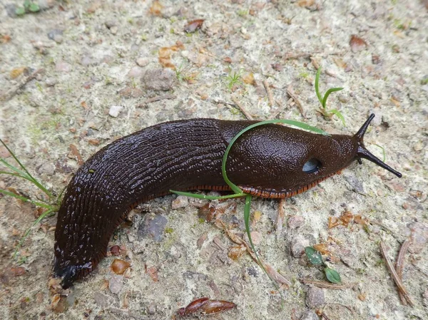 Gran Babosa Negra Bosque —  Fotos de Stock