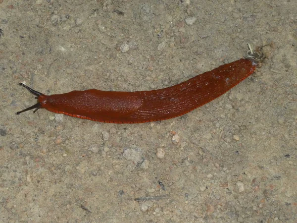 Große Braune Nacktschnecke Wald — Stockfoto