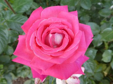 gül çiçek bush ile bahçede pembe çiçeği