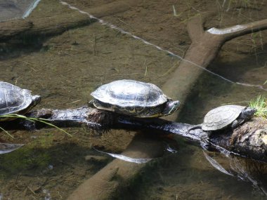 Su birikintisi ahşap Şubesi büyük kaplumbağa 