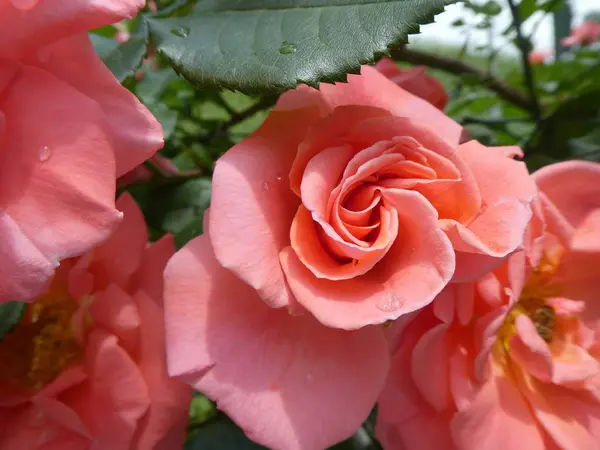 庭にピンクの花とバラの花ブッシュ — ストック写真
