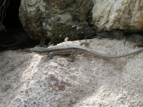 Lagarto Grande Las Montañas Italia Roca Piedra — Foto de Stock