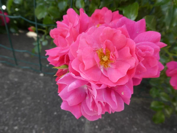 Cespuglio Fiori Rosa Con Fiori Rosa Giardino — Foto Stock