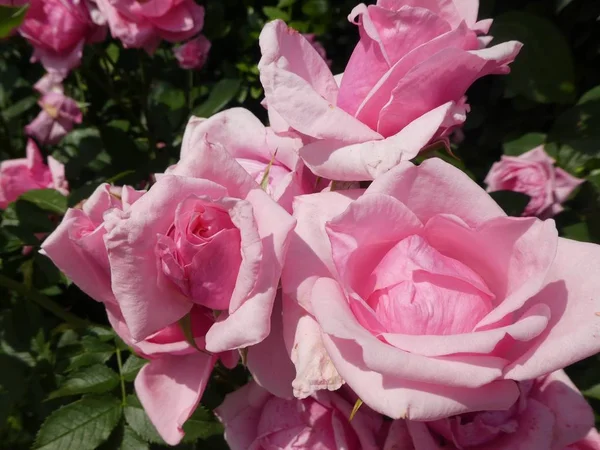 Buisson Fleurs Roses Avec Fleur Rose Dans Jardin — Photo