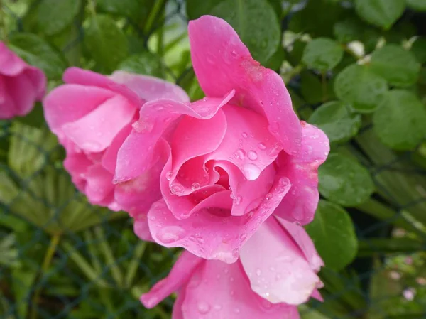 Cespuglio Fiori Rosa Con Fiori Rosa Giardino Gocce Acqua — Foto Stock