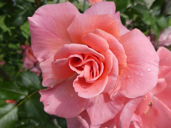 Cespuglio Fiori Rosa Con Fiori Rosa Giardino — Foto Stock