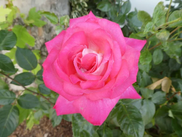 Cespuglio Fiori Rosa Con Fiori Rosa Giardino — Foto Stock