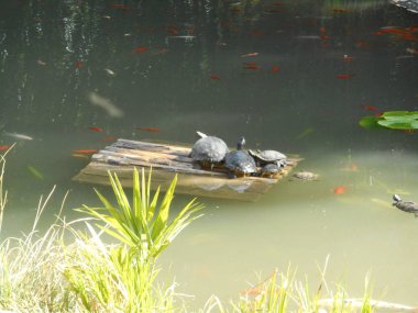 Avrupa'nın yeşil duckweeds ile bir su birikintisi suda turtle