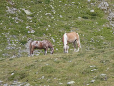 İtalya Avrupa yeşil çim otlatma dağlarda at