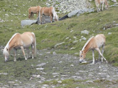 İtalya Avrupa yeşil çim otlatma dağlarda at