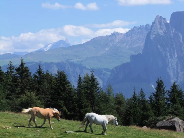 Horses Mountains Italy Europe Grazing Green Grass — Stock Photo, Image