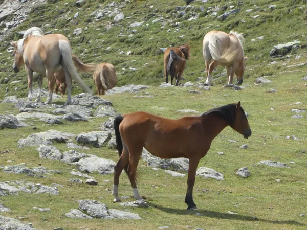 Cavalos Nas Montanhas Itália Europa Pastoreio Grama Verde — Fotografia de Stock