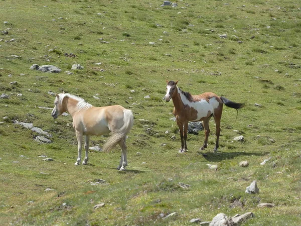 Horses Mountains Italy Europe South Tyrol Green Grass Grazing Meadow — Stock Photo, Image