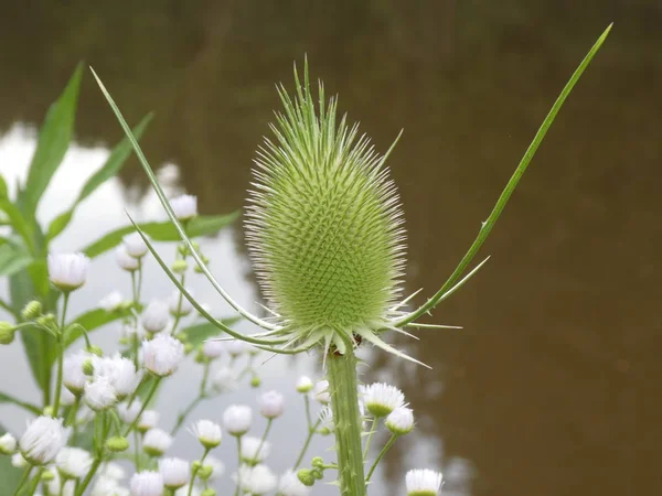 Purple Green Blossom Teasel Flower Forest — Stock Photo, Image