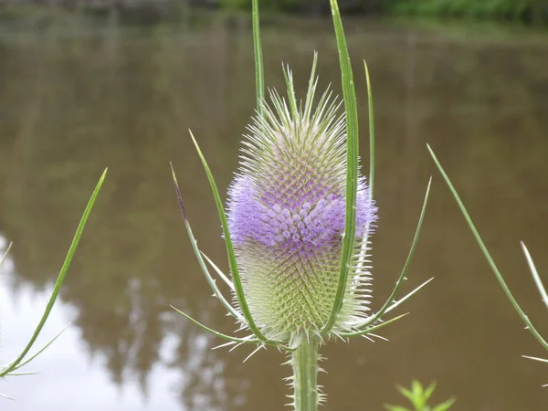 Purple Green Blossom Teasel Flower Forest — Stock Photo, Image