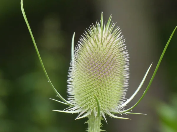 Purple Green Blossom Teasel Flower Forest — Stock Photo, Image