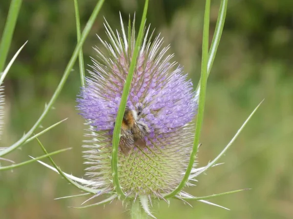 Purple green blossom of a teasel Flower in the forest bumblebee