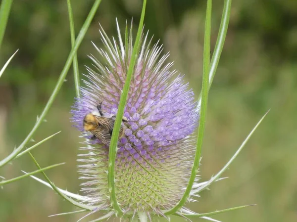 Purple green blossom of a teasel Flower in the forest bumblebee insect