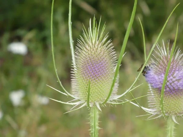 Purple Green Blossom Teasel Flower Forest — Stock Photo, Image