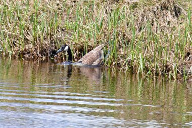 vahşi kaz İskoçya Highlands gölün su